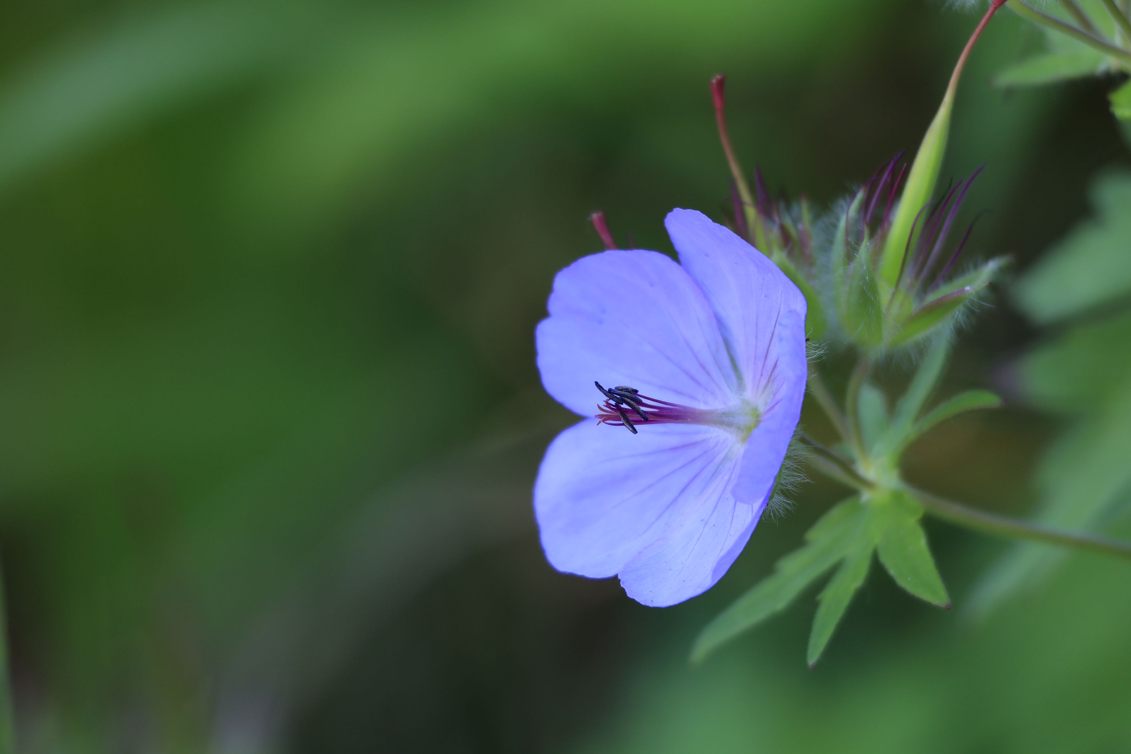 Canon RF 100-400mm F5.6-8 IS USM