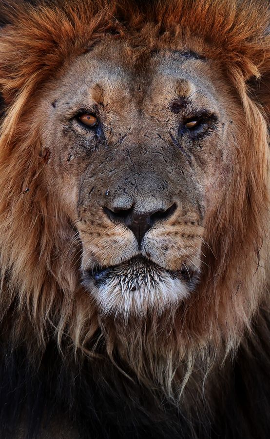 Canon EOS 1D X Mark III Body