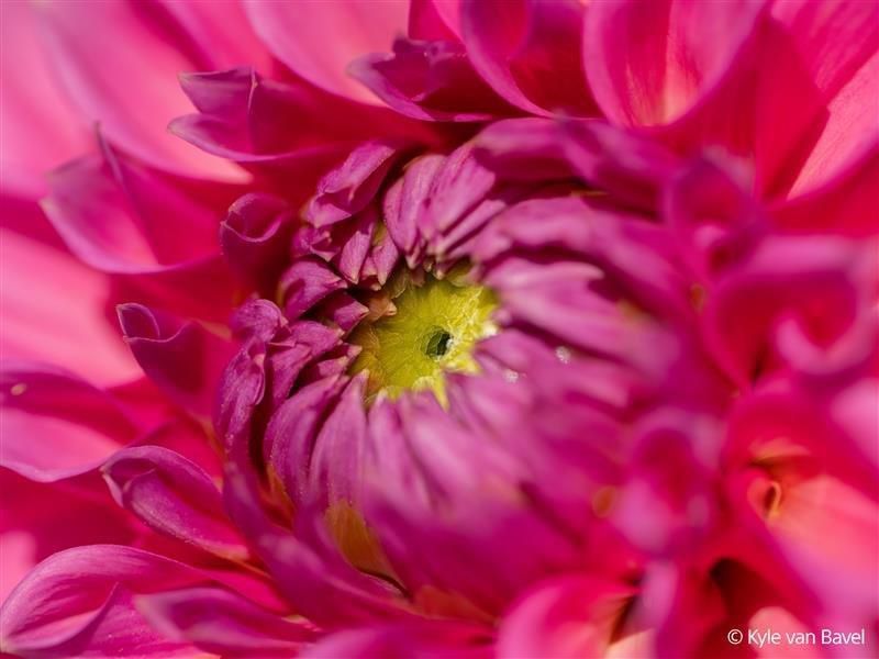 Sony E-Mount FF 100mm F2.8 GM Macro OSS