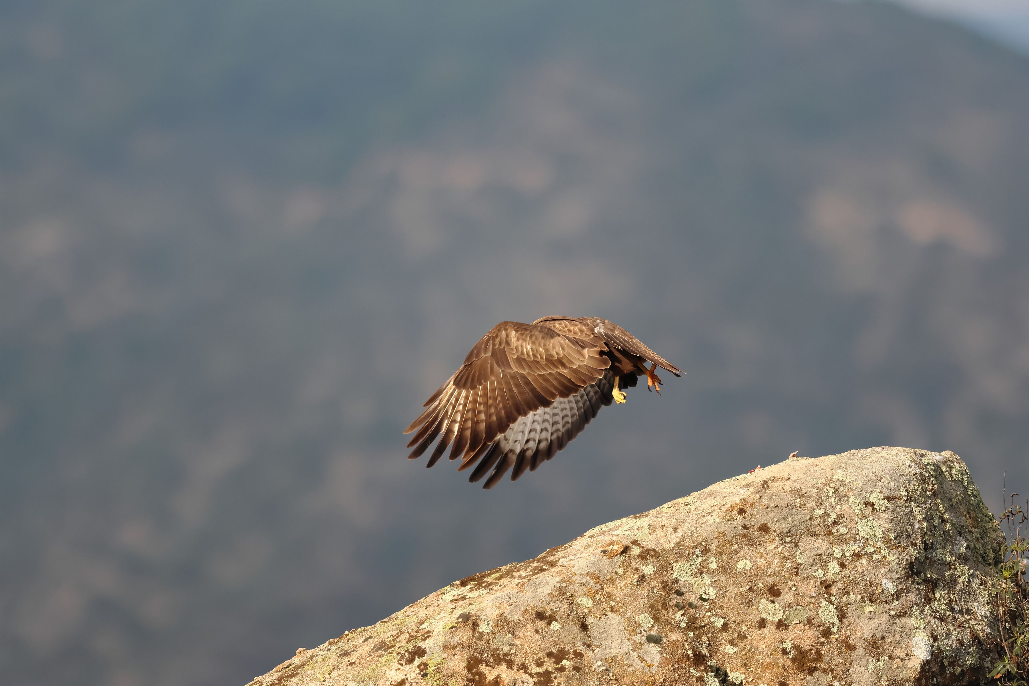 Canon EOS R7 + RF-S 18-150mm