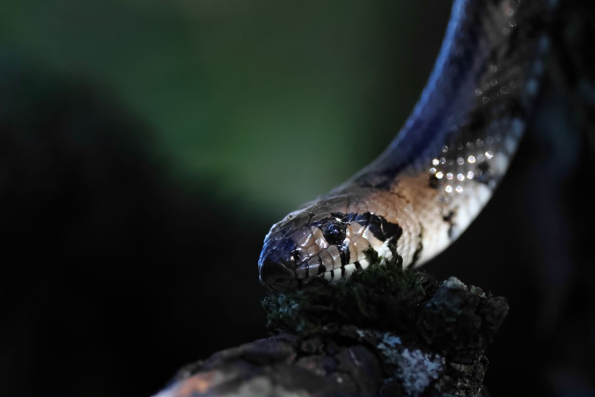 Canon EOS R7 + RF-S 18-150mm