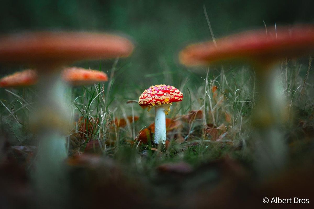 Sony E-Mount FF 28-70mm F2.0 OSS