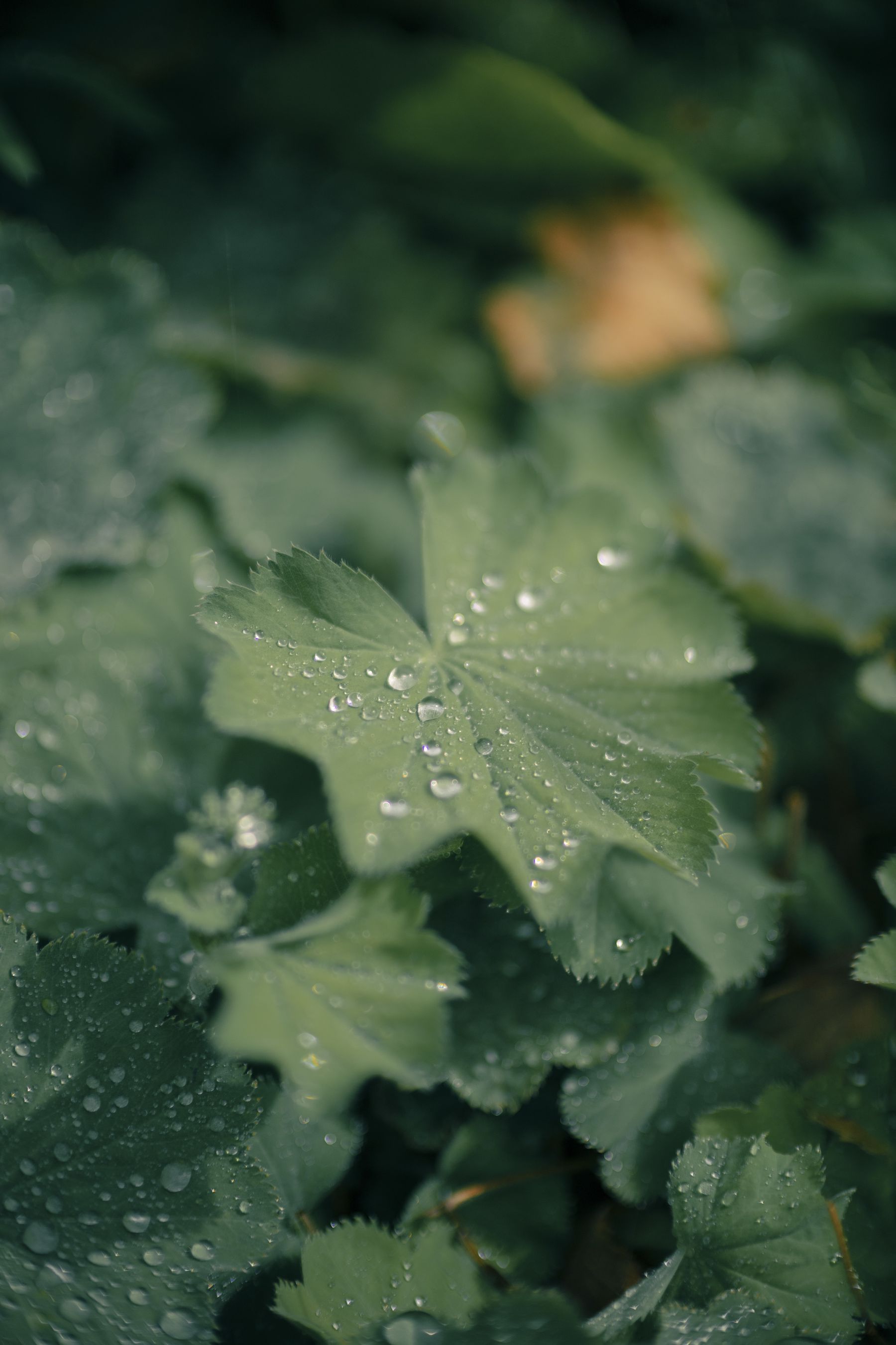 Canon RF 45mm F1.2 STM