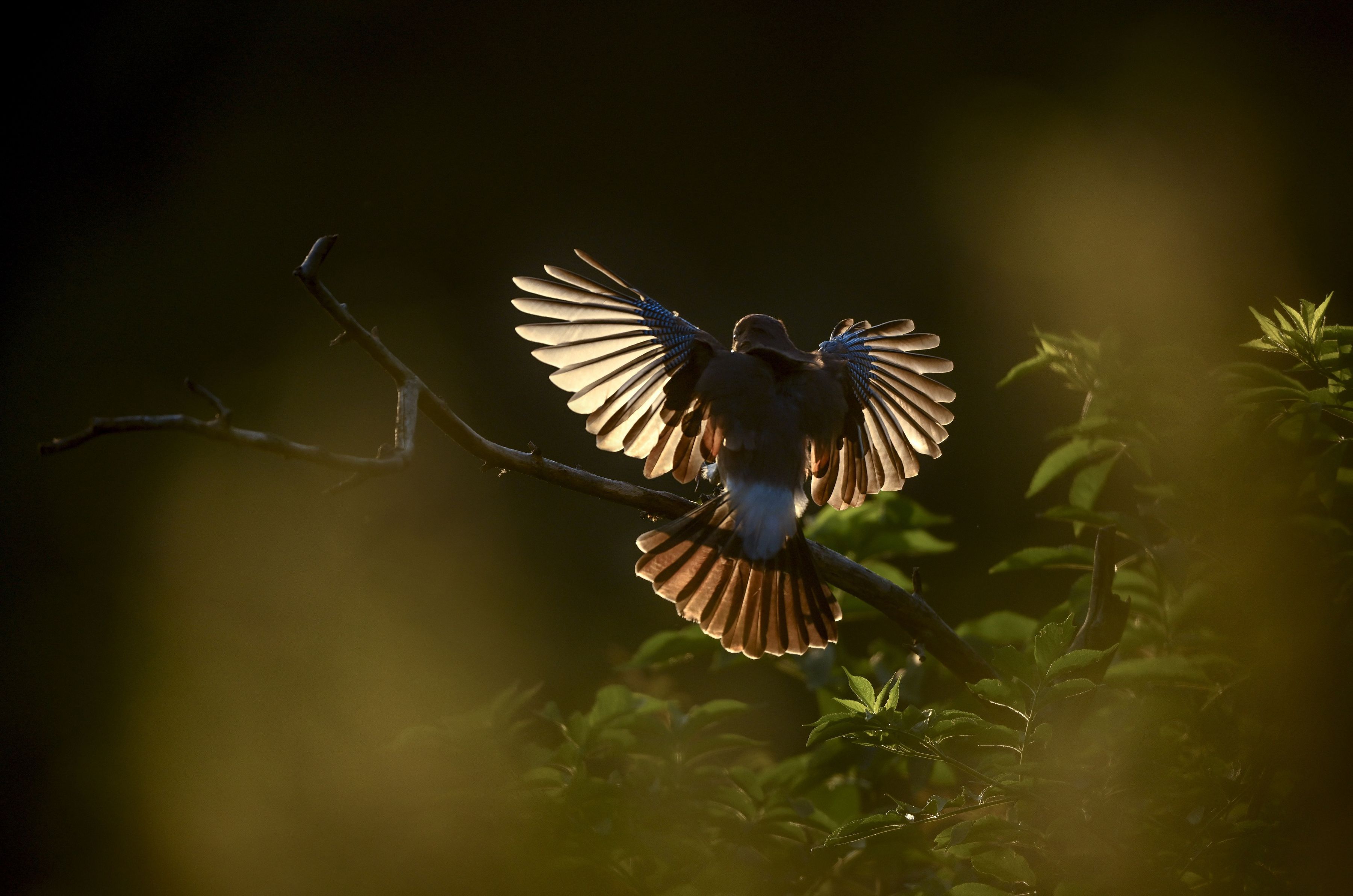 Nikon Z 9 Body black