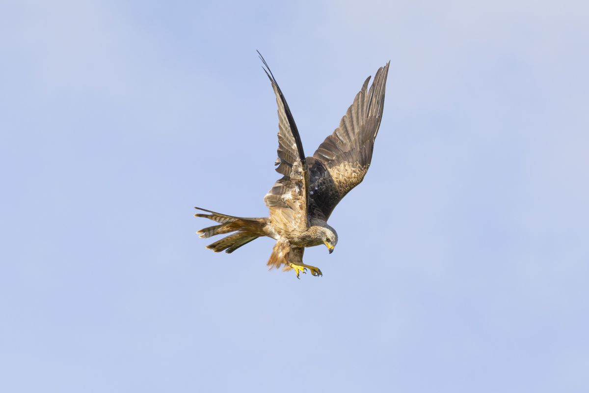 Canon RF 200-800mm F6.3-9 IS USM