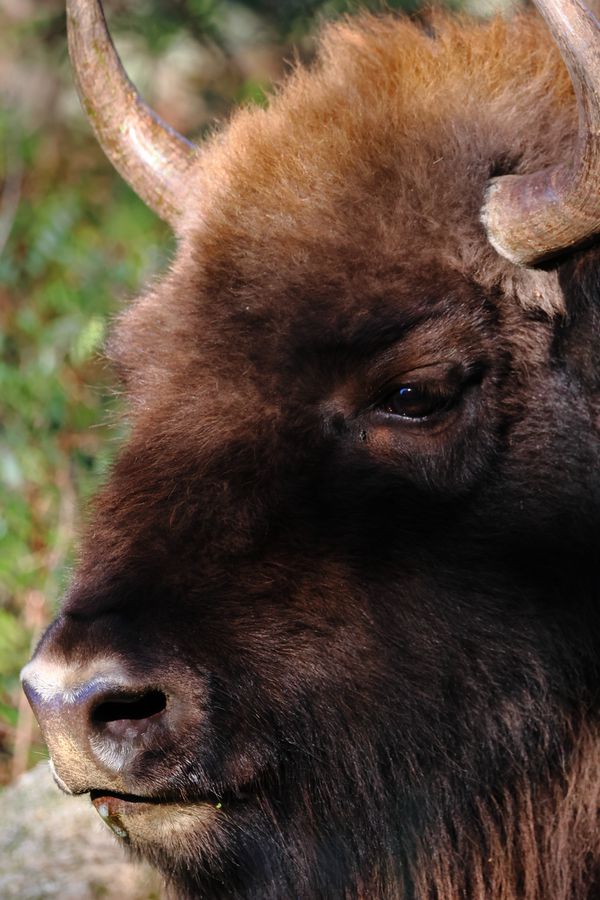 Canon EOS R7 + RF-S 18-150mm