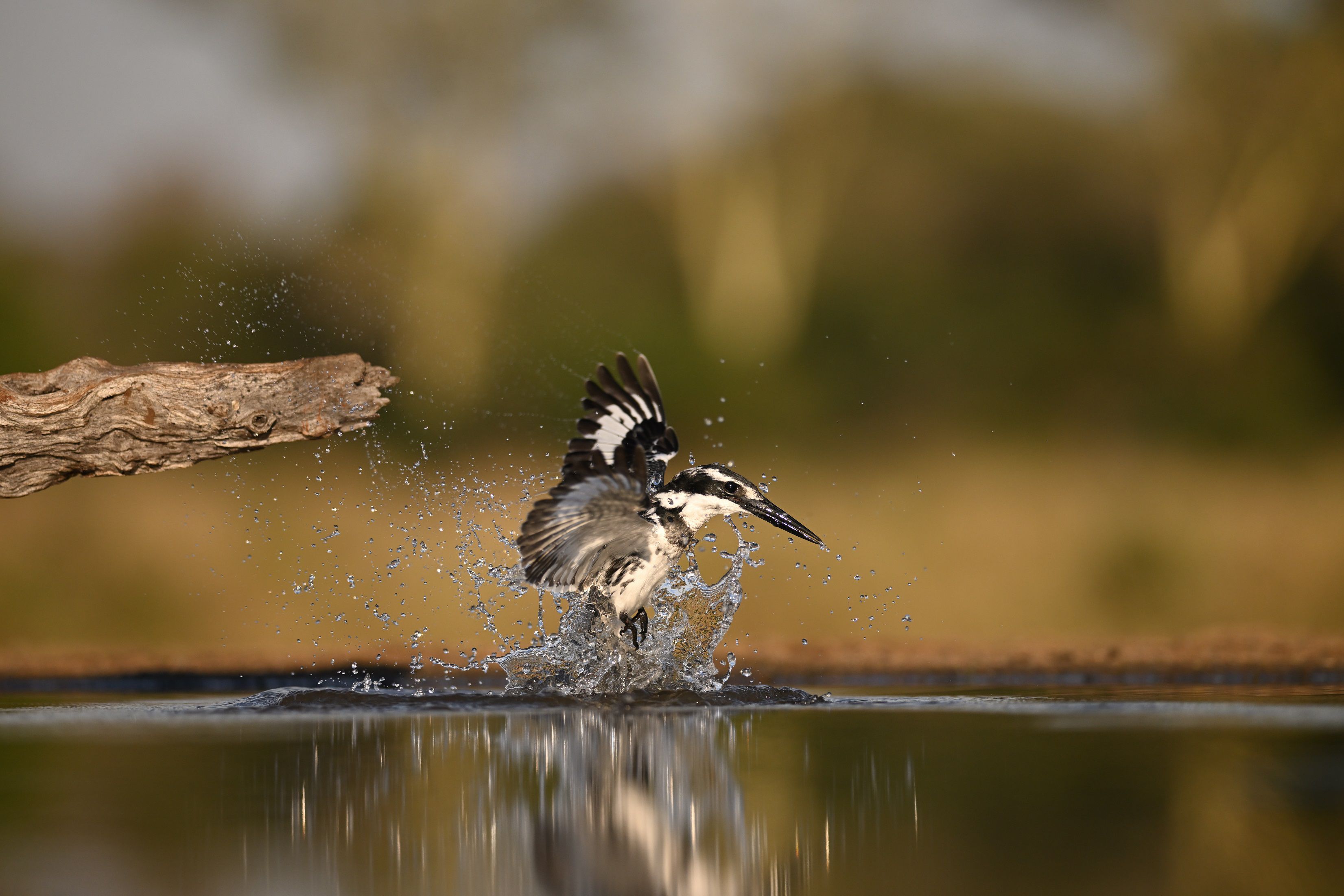 Nikon Z 9 Body black