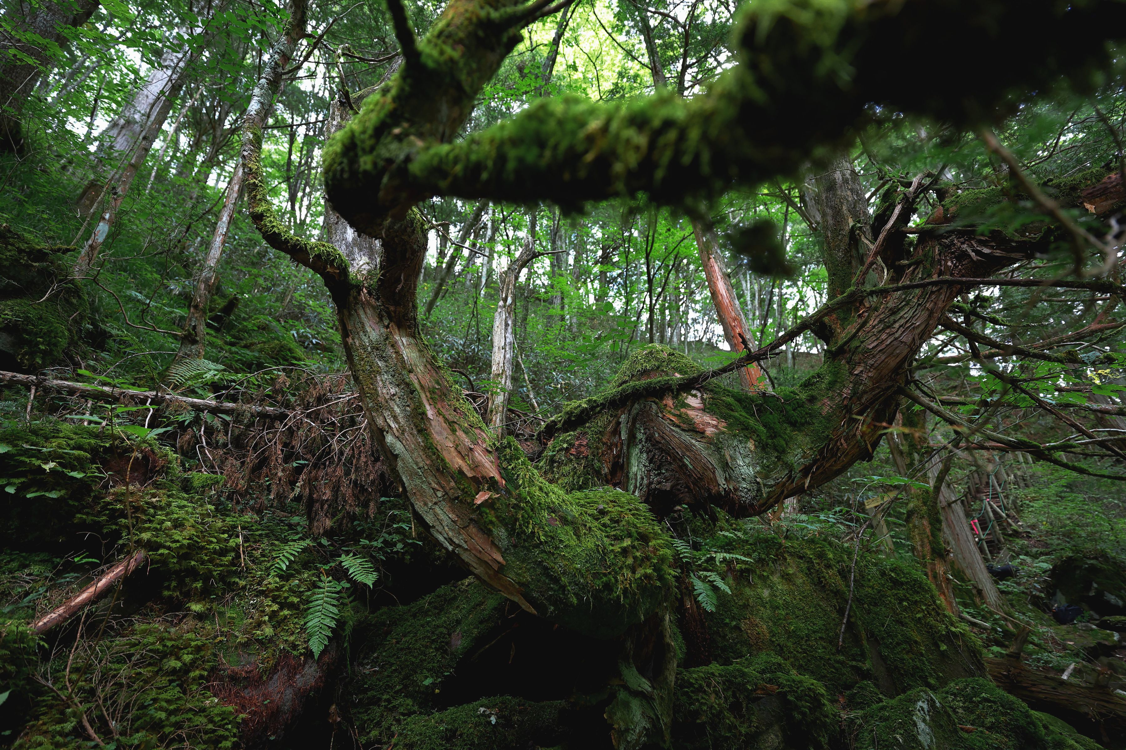 Canon RF 16-28mm F2.8 IS STM