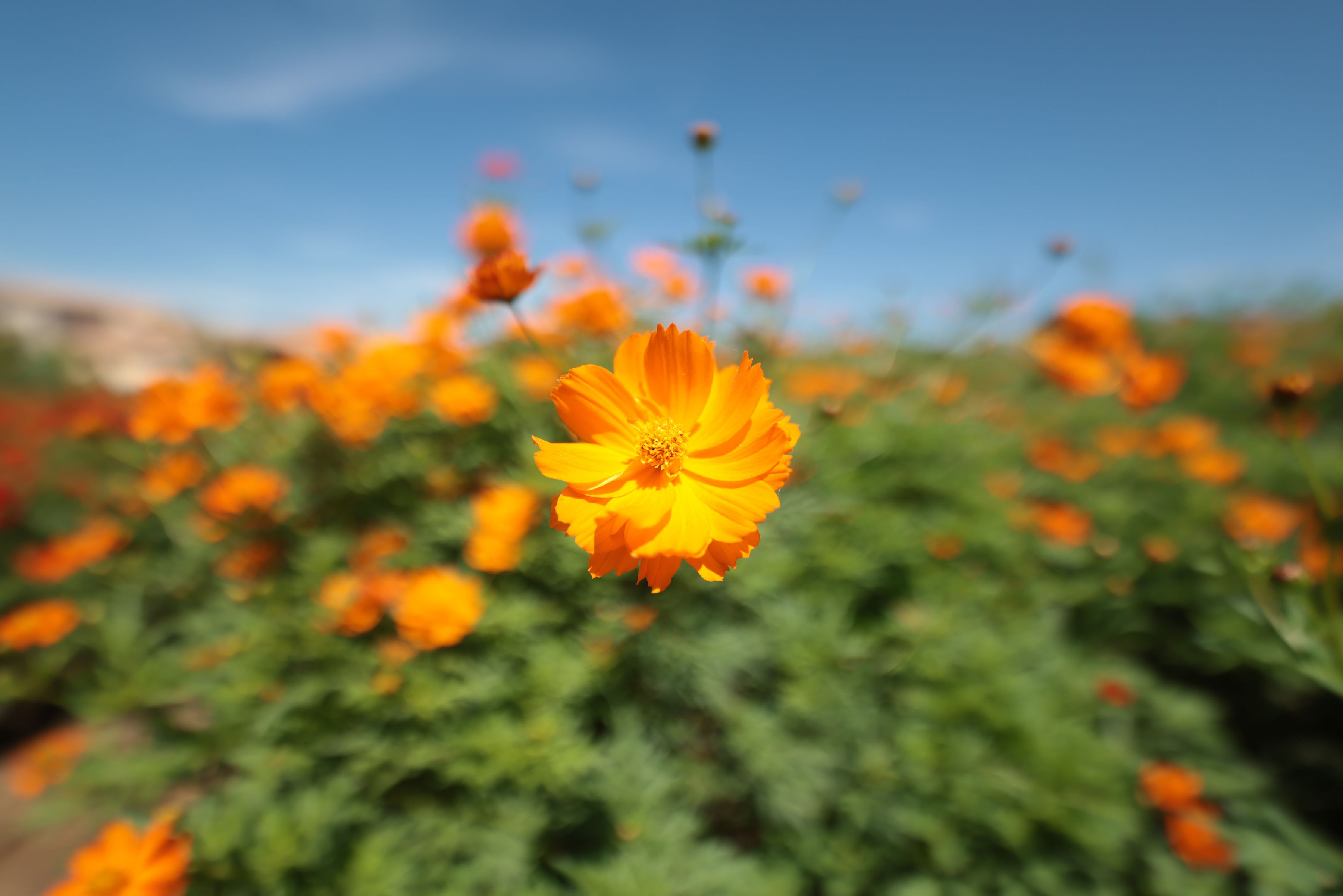 Canon RF 14mm F1.4L VCM