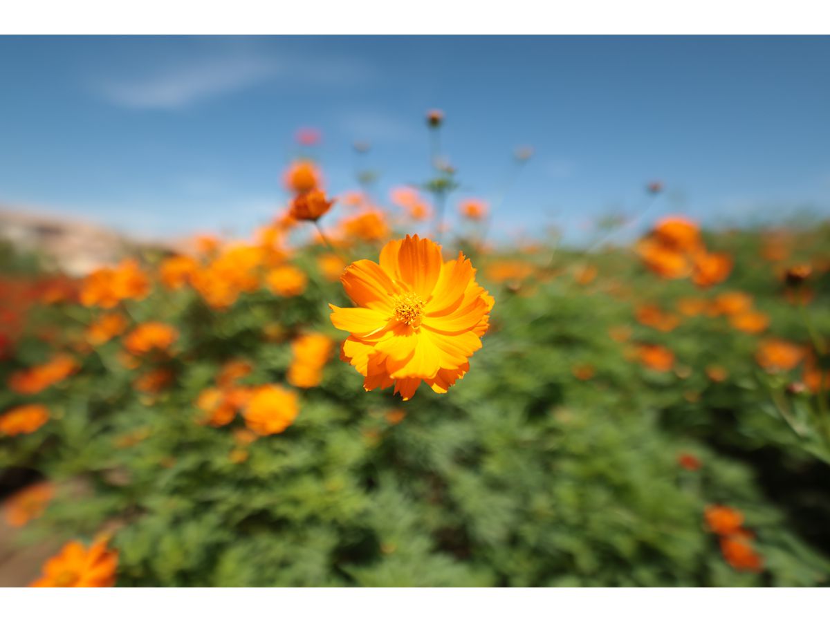 Canon RF 14mm F1.4L VCM