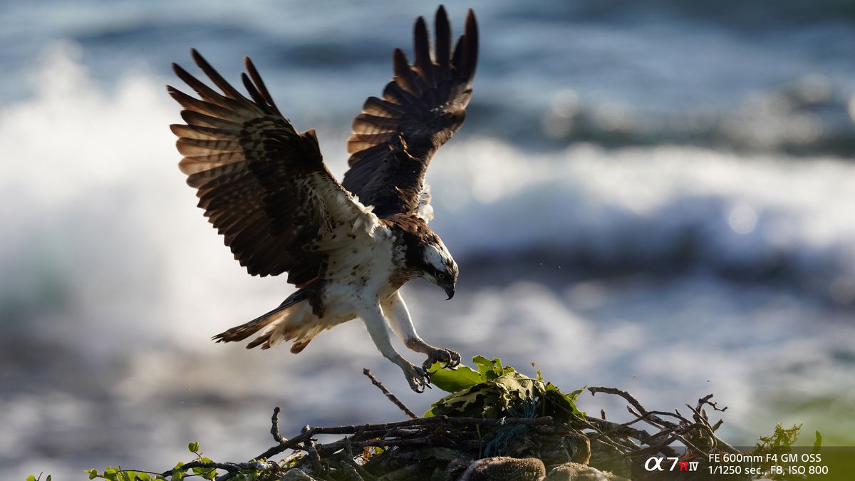 Sony Alpha A7R Mark IV Body Black