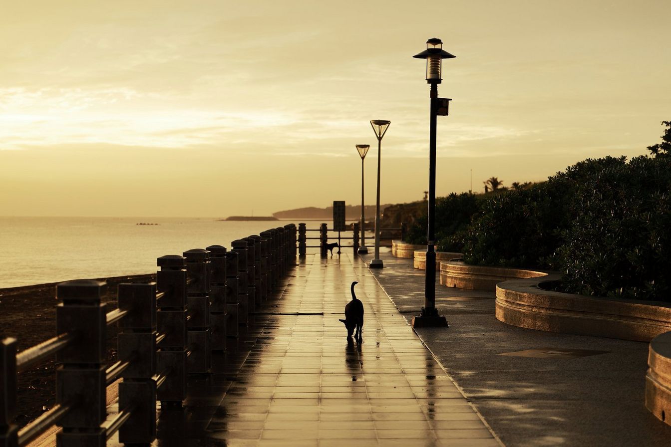 Canon RF 28-70mm f/2.8 IS STM