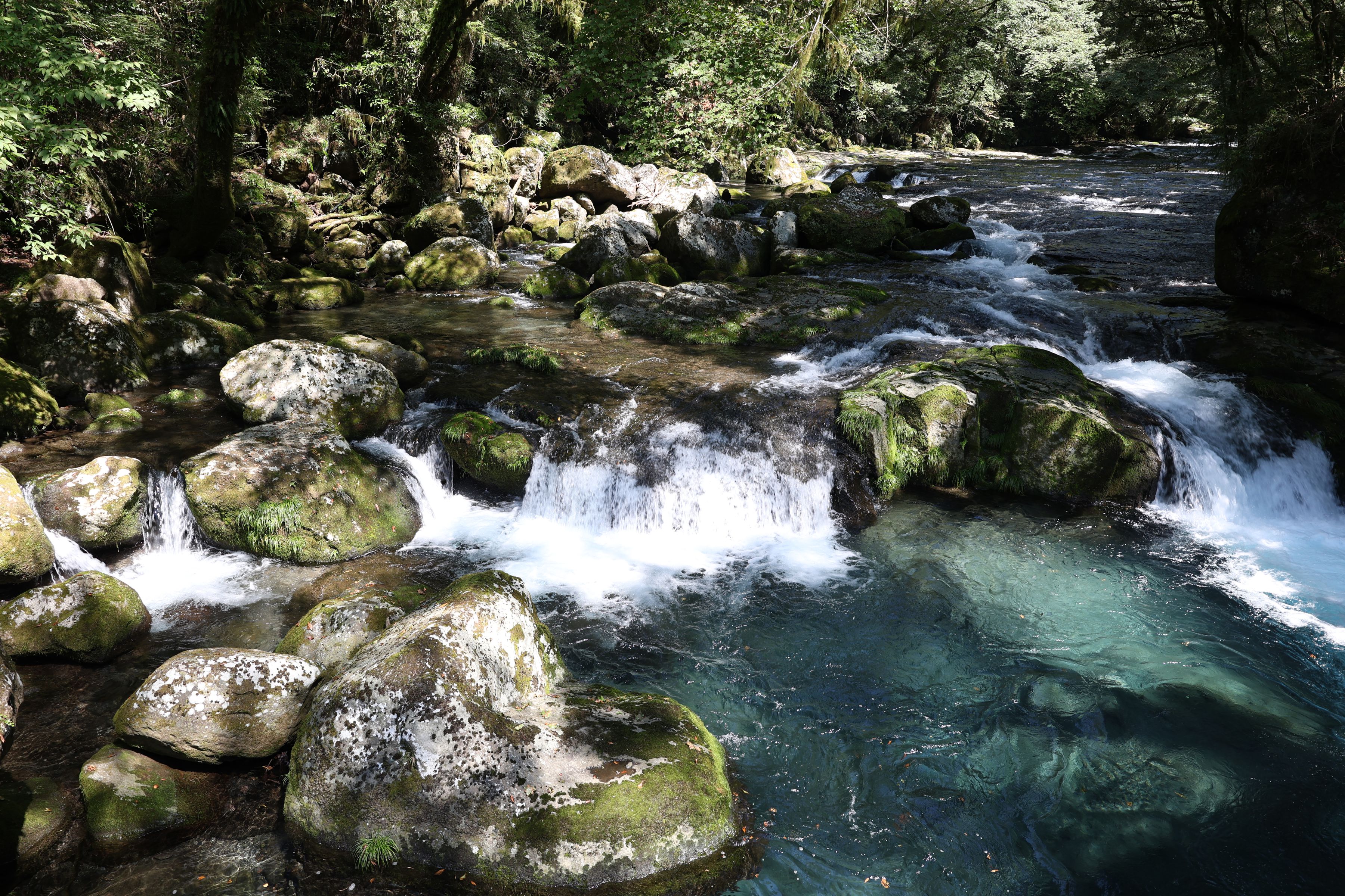 Canon RF 24-50mm f/4.5-6.3 IS STM