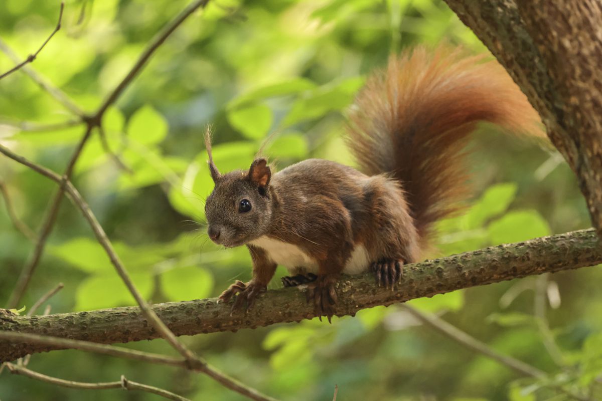 Canon RF 100-500mm f/4.5-7.1L IS USM