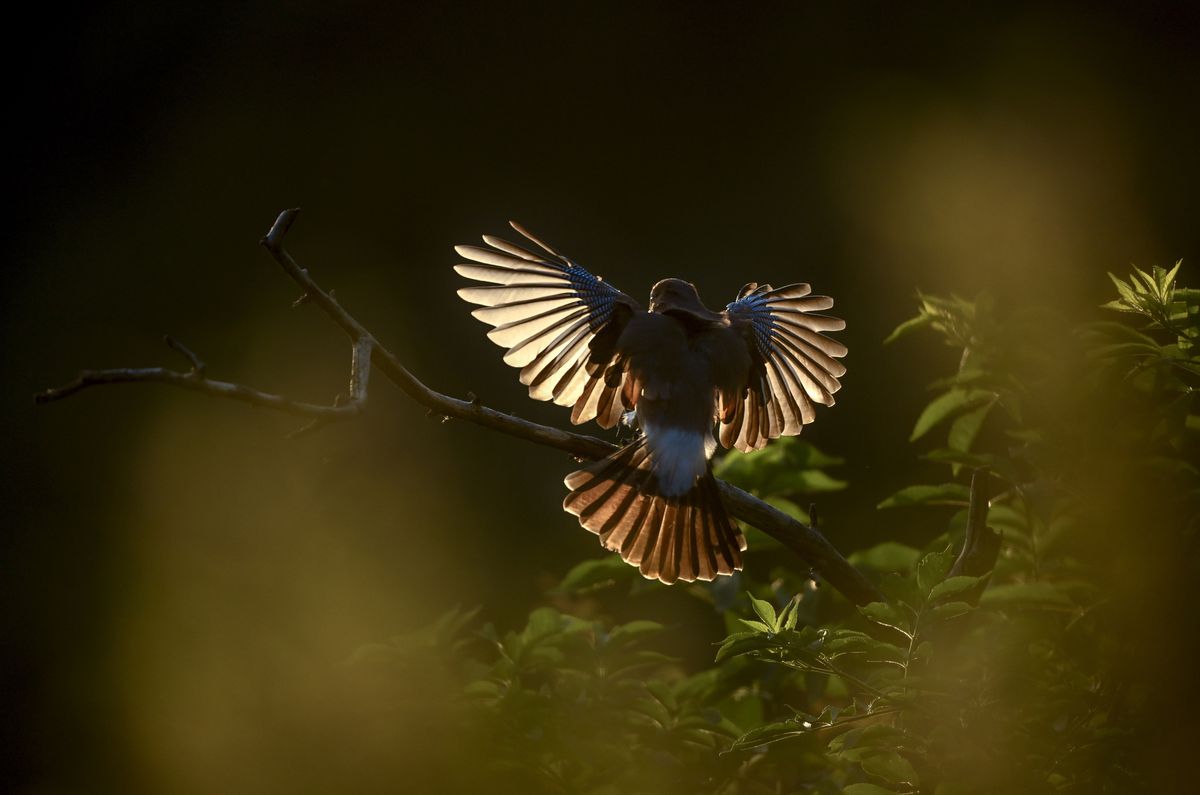 Nikon Z 9 Body black