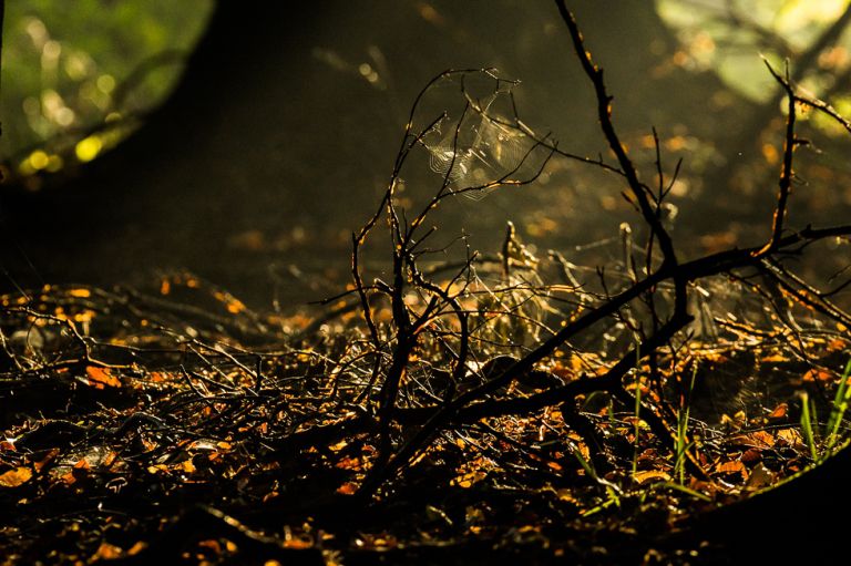 Pentax HD D-FA 150-450mm/4.5-5.6 ED DCAW