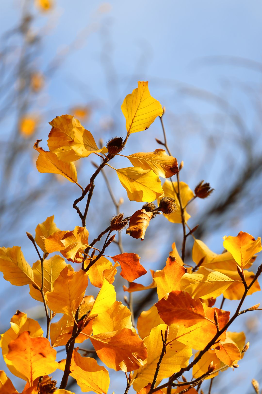 Canon EOS R50 + RF-S 18-45mm White