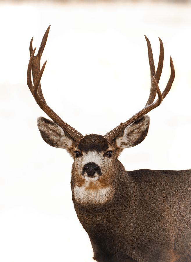 Olympus E-M1 Mark III 12-100mm kit black