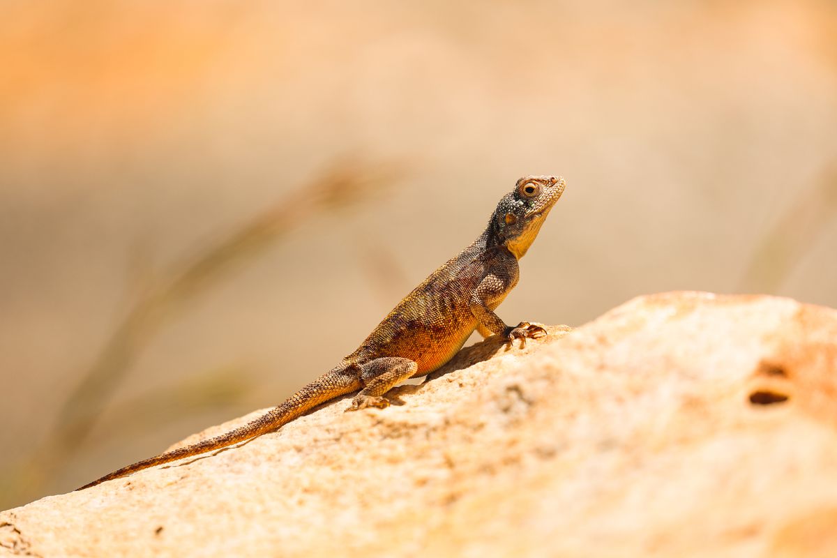 Canon EOS RP + RF 24-105mm f4-7.1 IS STM