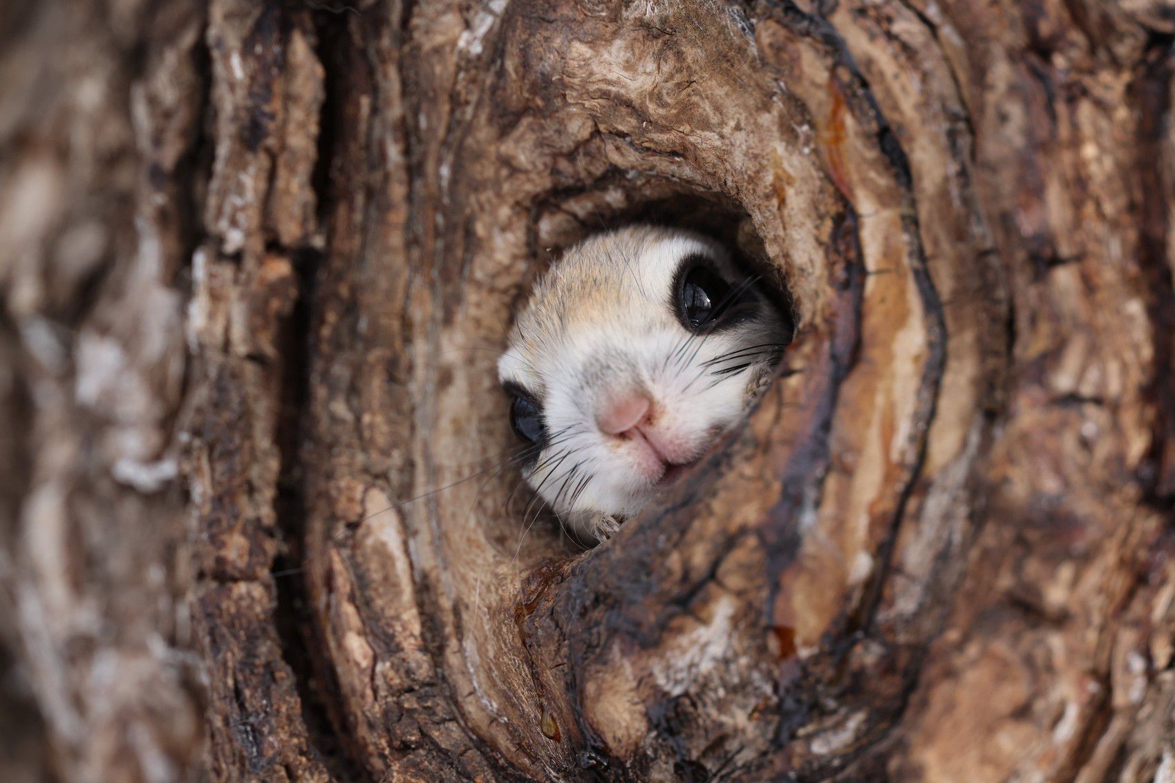 Canon RF 400mm f/2.8L IS USM