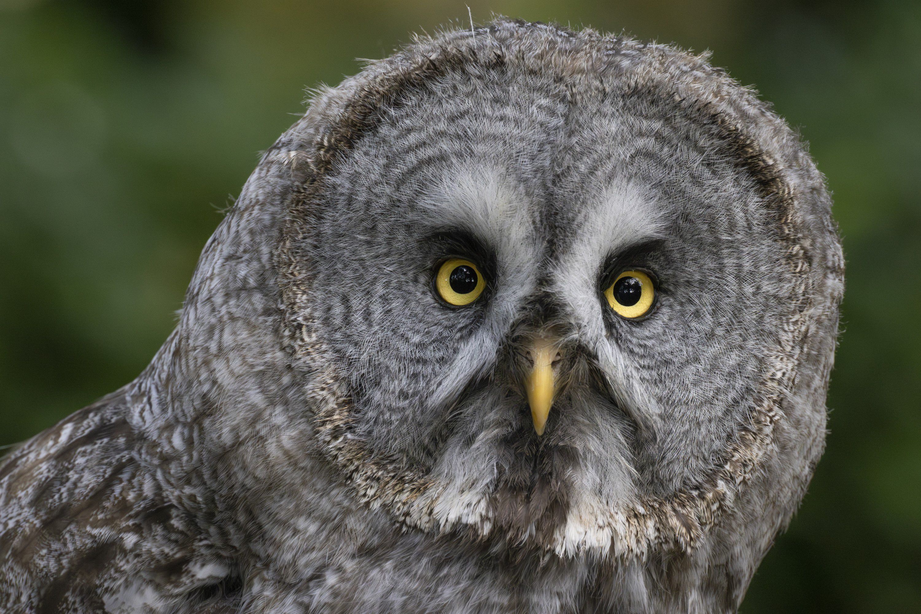 Canon RF 200-800mm F6.3-9 IS USM