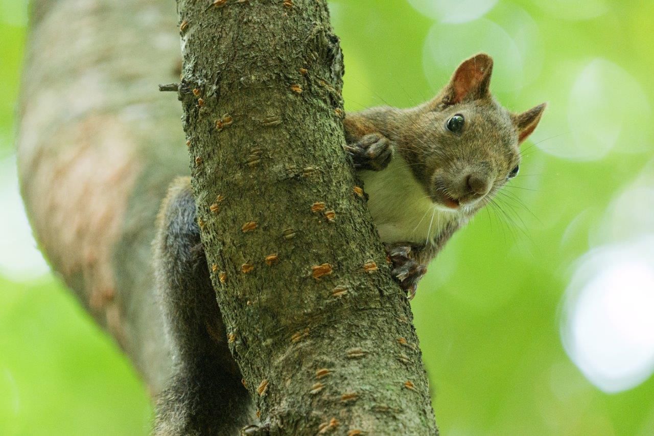 Panasonic Lumix S 100-500mm F5-7.1 OIS