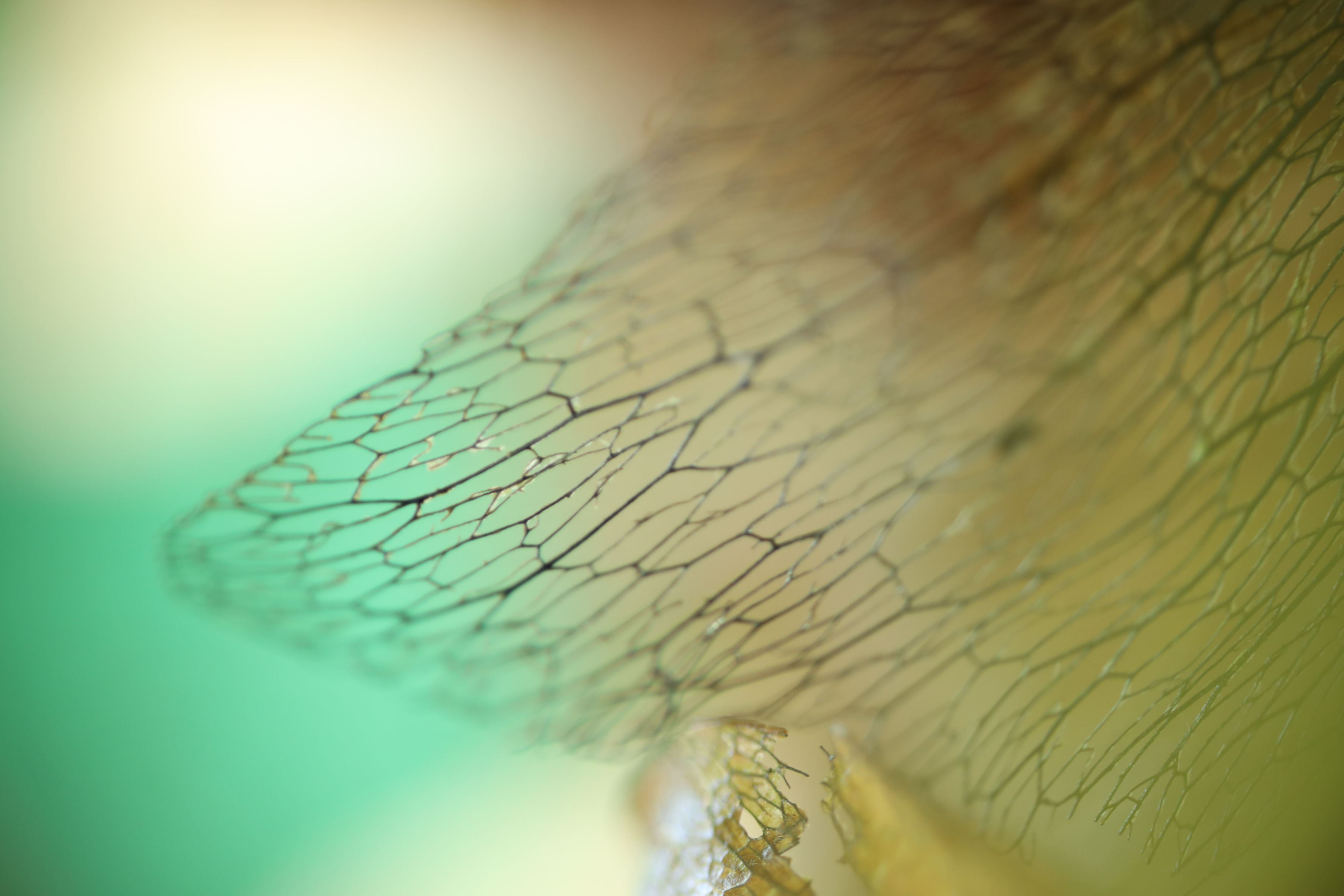 Canon RF 85mm f/2 IS STM Makro