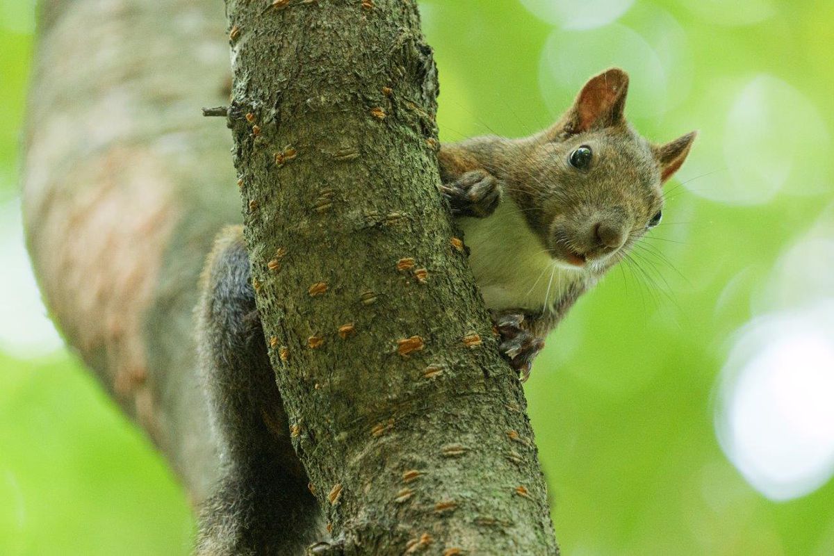 Panasonic Lumix S 100-500mm F5-7.1 OIS