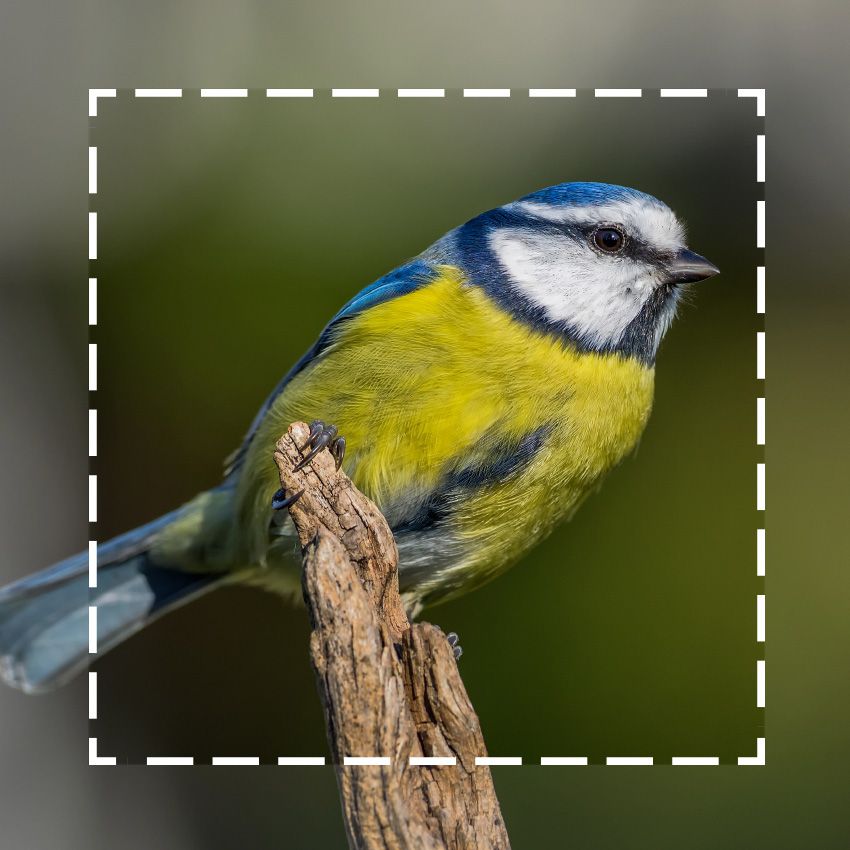 Olympus m.Zuiko PRO 300mm 1:4 IS