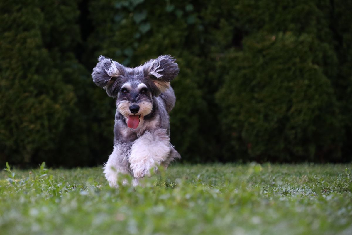 Canon EOS M50 Mark II BK Body Vlogg.-Kit