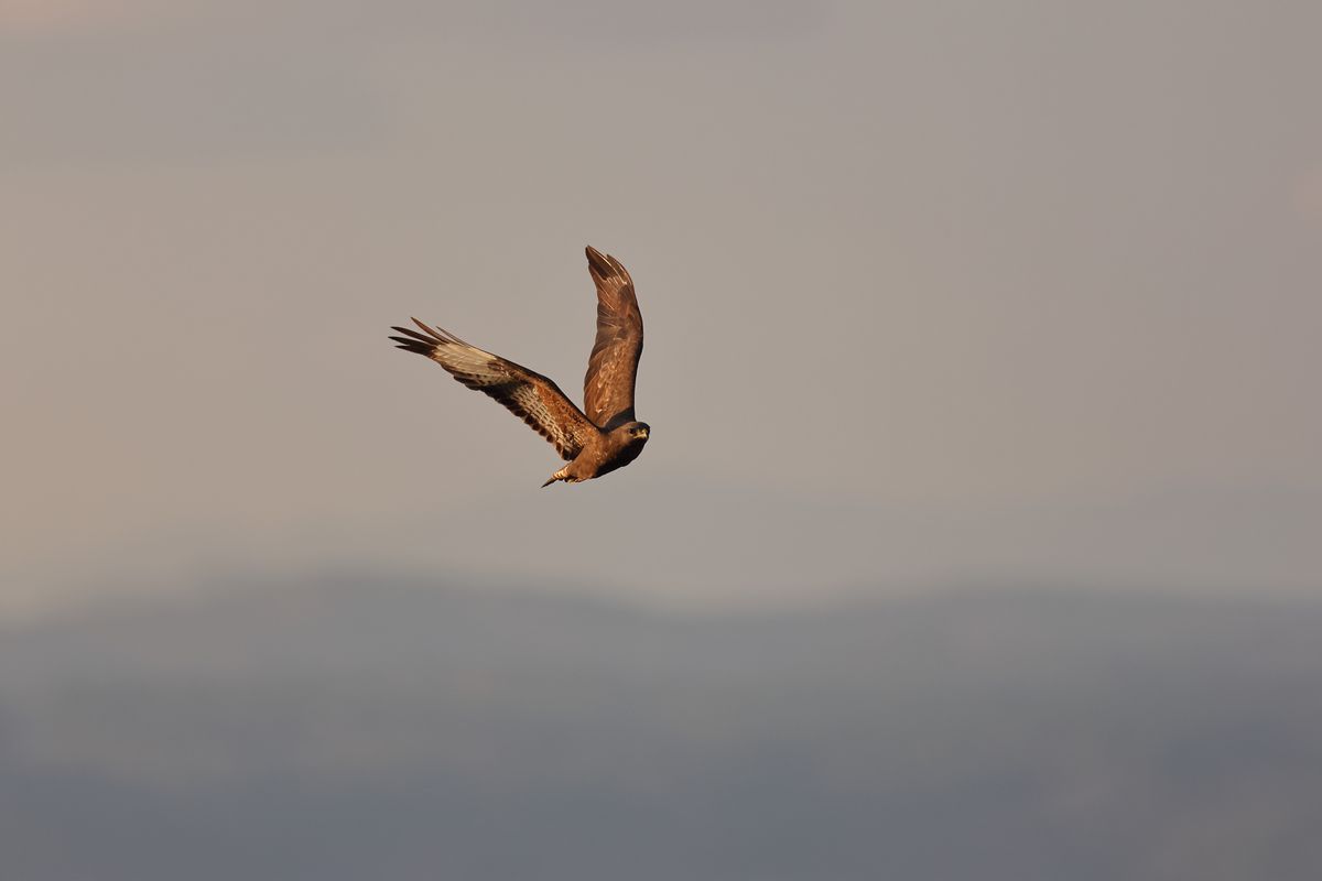 Canon EOS R7 + RF-S 18-150mm