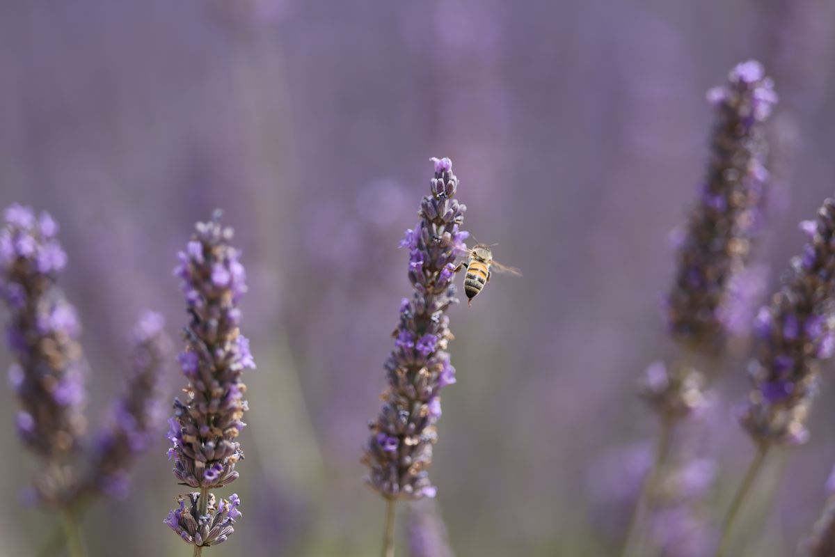 Canon RF 70-200mm F2.8L IS USM Z Black