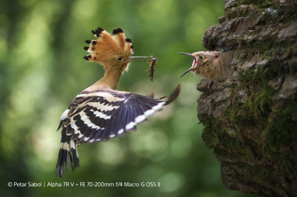 Sony E-Mount FF 70-200mm F4 G2 OSS