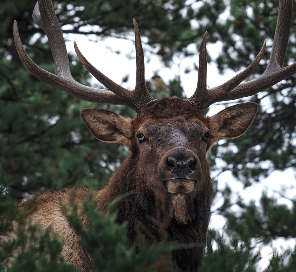 Olympus E-M1 Mark III Body