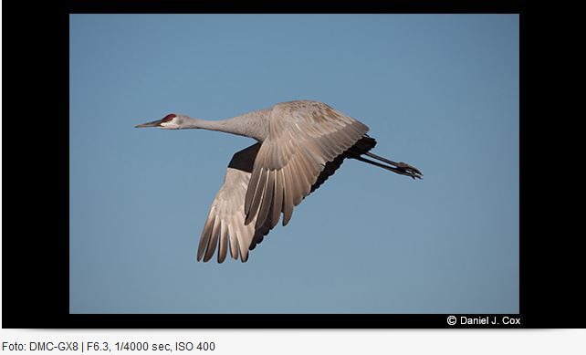 Panasonic Leica DG 100-400mm/4.0-6.3