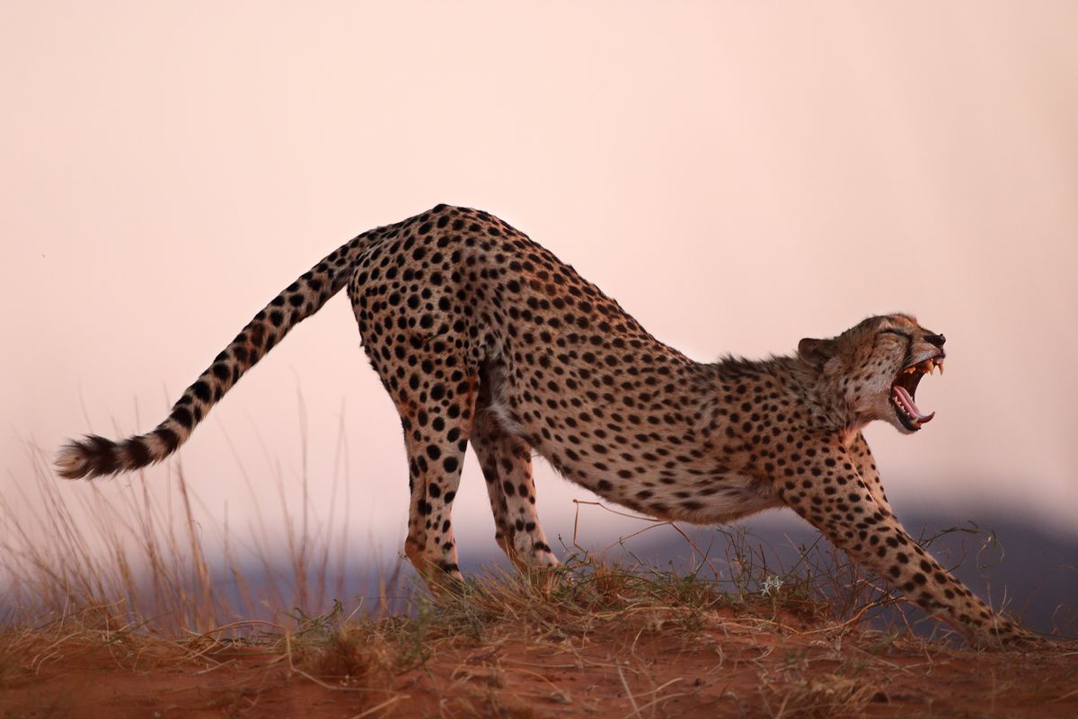 Canon EOS 1D X Mark III Body