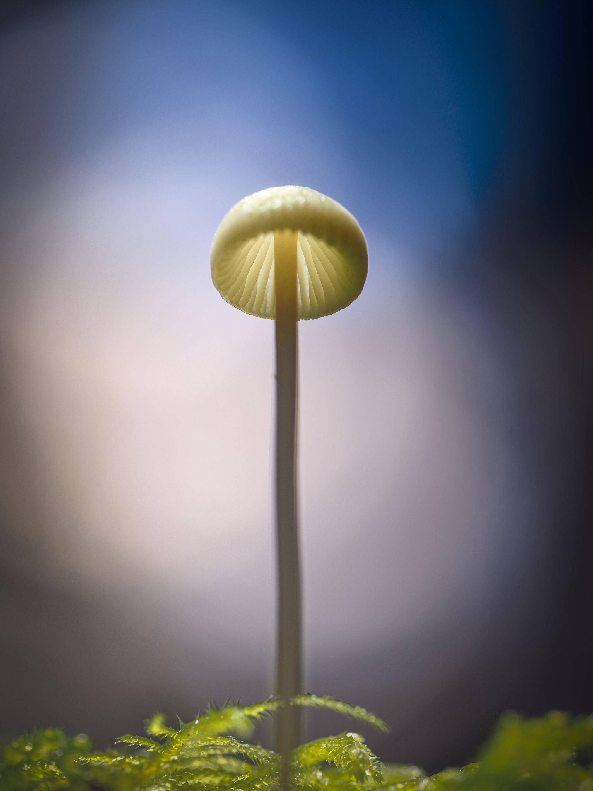 Olympus E-M1 Mark III Body