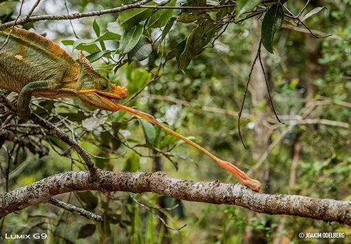 Panasonic Lumix DC-G9EG-K Body black